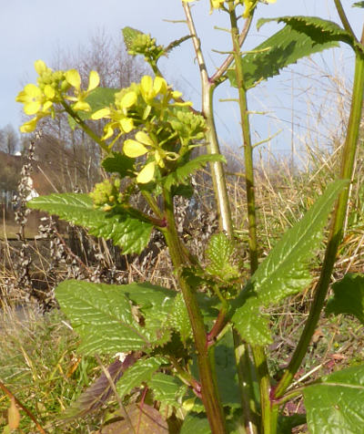 sinapis alba