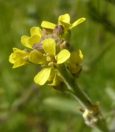 sisymbrium officinale