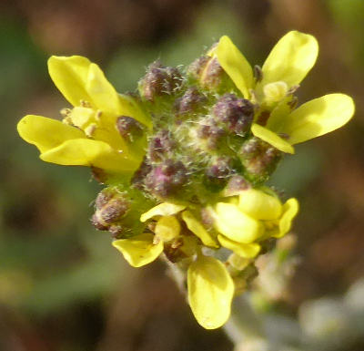 sisymbrium officinale