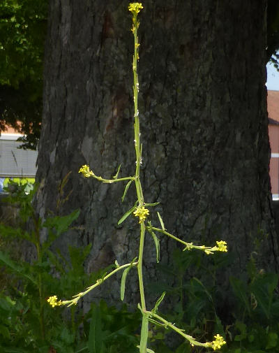 sisymbrium officinale