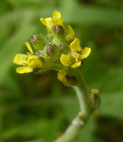 sisymbrium officinale