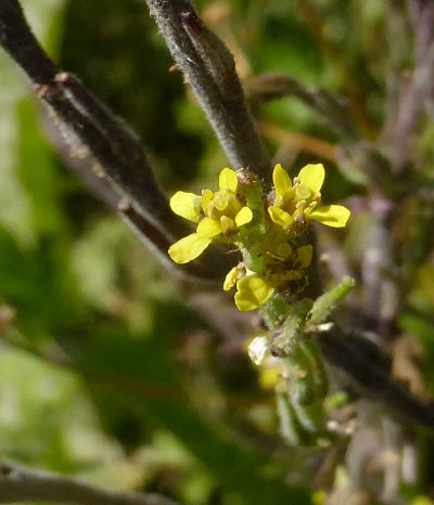 sisymbrium officinale