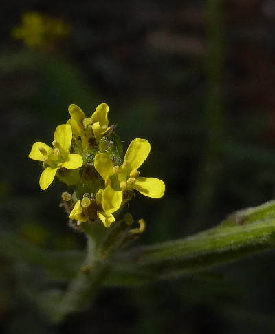 sisymbrium officinale