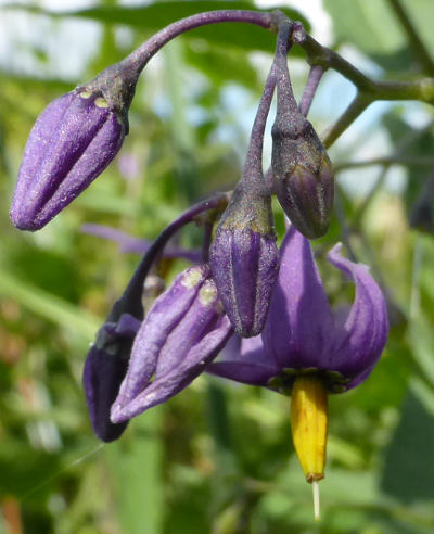 solanum dulcamara