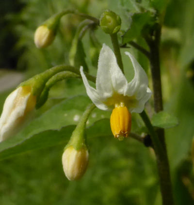 solanum nigrum