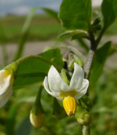 solanum nigrum