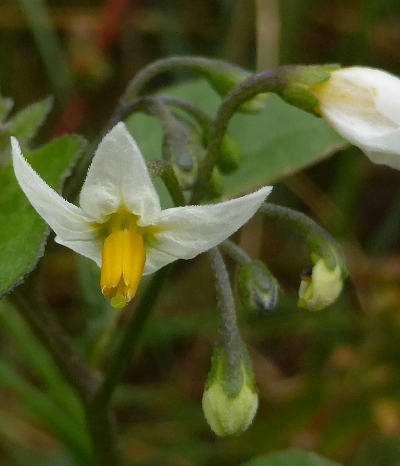 solanum nigrum