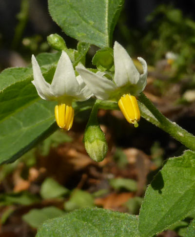 solanum nigrum