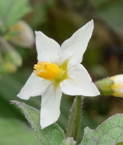 solanum nigrum