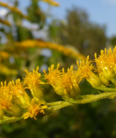 solidago canadensis