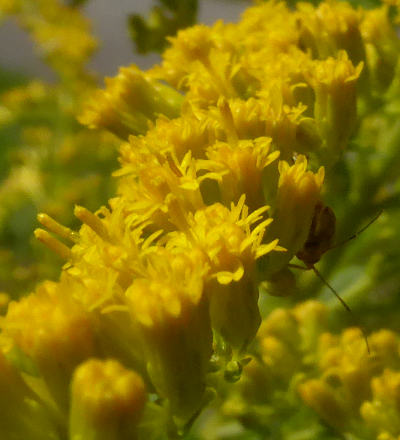 solidago canadensis