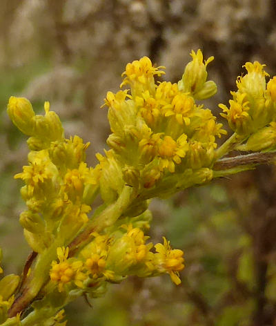 solidago canadensis