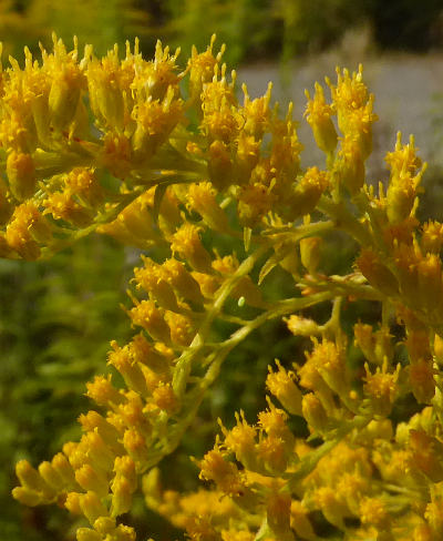 solidago canadensis