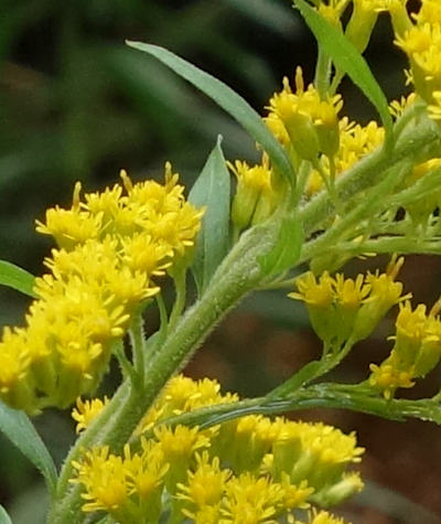 solidago canadensis