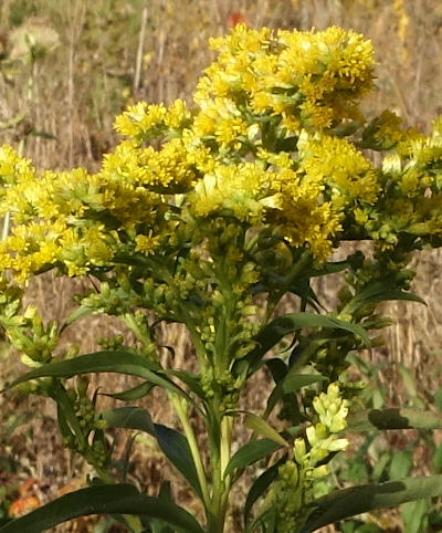 solidago canadensis