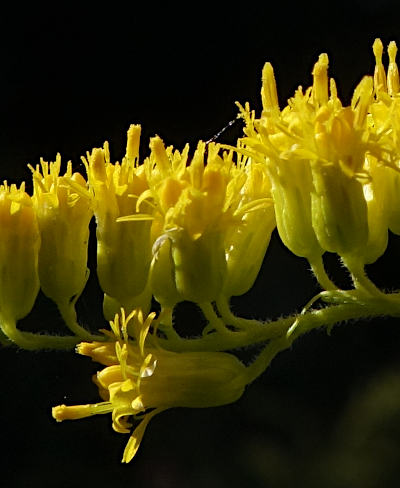 solidago canadensis