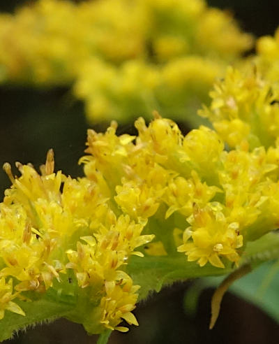 solidago canadensis