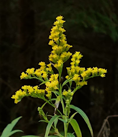 solidago canadensis