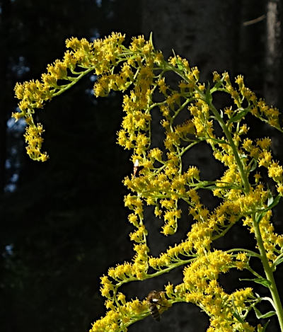 solidago canadensis