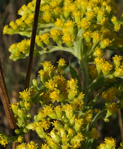 solidago canadensis