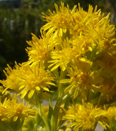 solidago gigantea