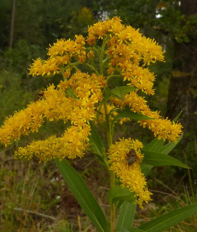 solidago gigantea