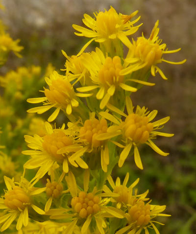 solidago gigantea