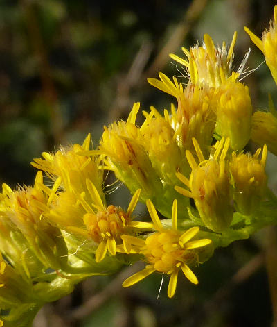 solidago gigantea