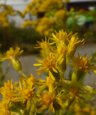 solidago gigantea