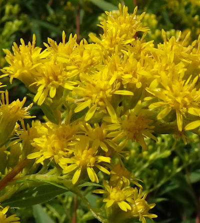 solidago gigantea