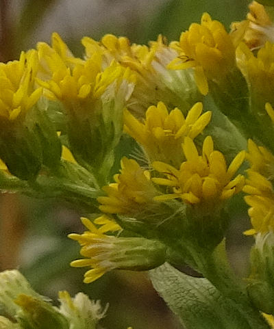 solidago gigantea