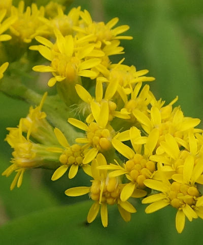 solidago gigantea