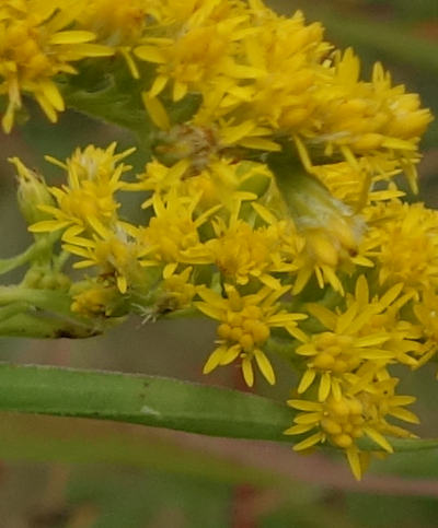 solidago gigantea