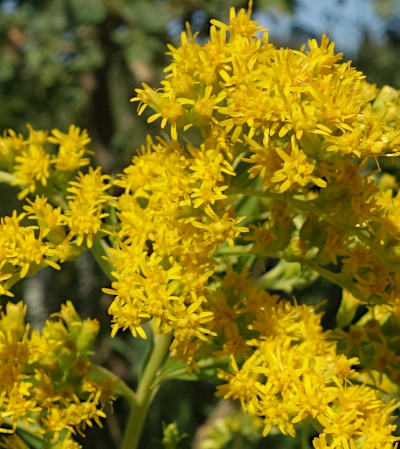 solidago gigantea