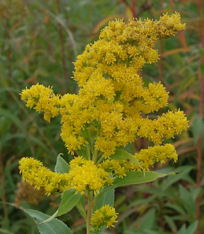 solidago gigantea