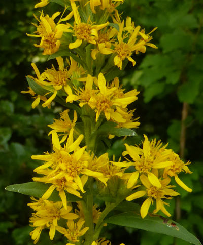 solidago virgaurea