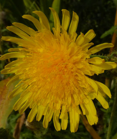 sonchus arvensis