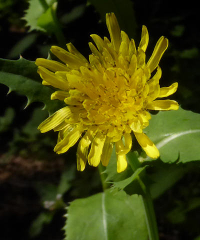 sonchus arvensis