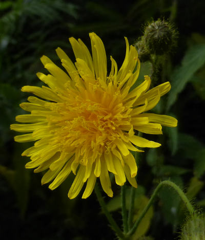 sonchus arvensis