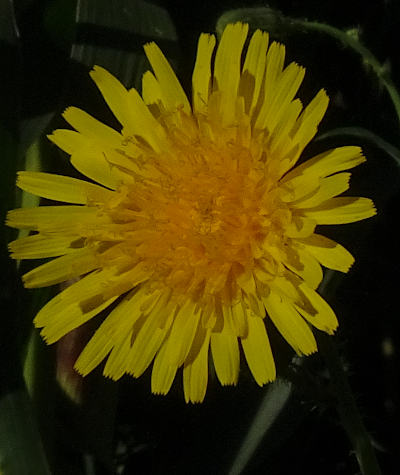 sonchus arvensis