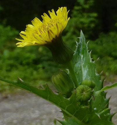 sonchus asper