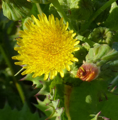 sonchus asper