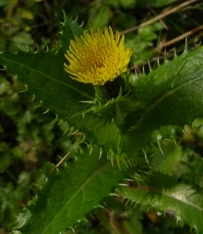 sonchus asper