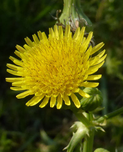 sonchus asper