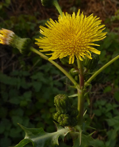 sonchus asper