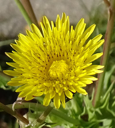 sonchus asper