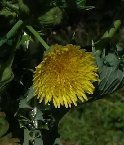 sonchus asper