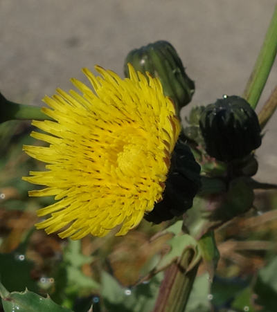 sonchus asper