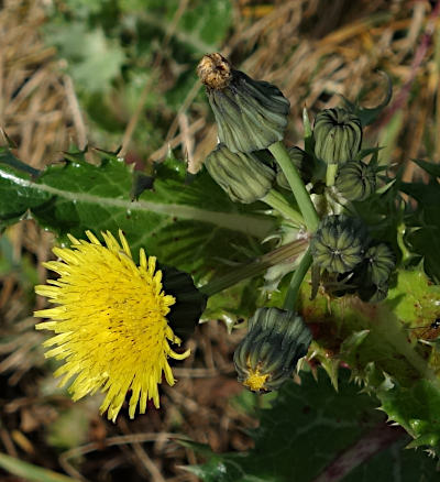 sonchus asper