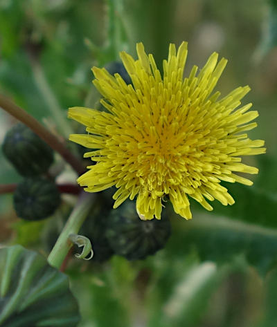 sonchus asper